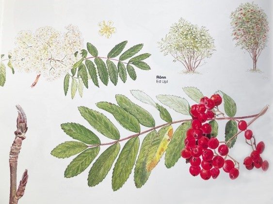 Rönn - Den nordiska floran, illustration av Bo Mossberg