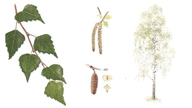 Björk - Den nordiska floran, illustration av Bo Mossberg