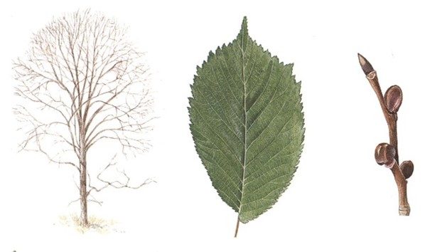 Alm - Den nordiska floran, illustration av Bo Mossberg