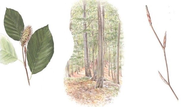 Bok - Den nordiska floran, illustration av Bo Mossberg