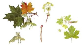 Lönn - Den nordiska floran, illustration av Bo Mossberg