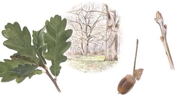 Ek - Den nordiska floran, illustration av Bo Mossberg